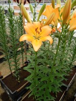 [4085 Cesare VZ No01.JPG]